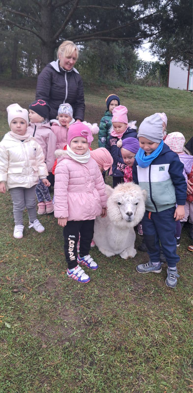 Farma Skajboty – Hodowla Alpak